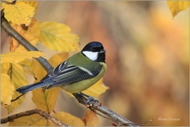 <p>SÝKORA KOŇADRA (Parus major) ------- /Great tit - Kohlmeise/</p>